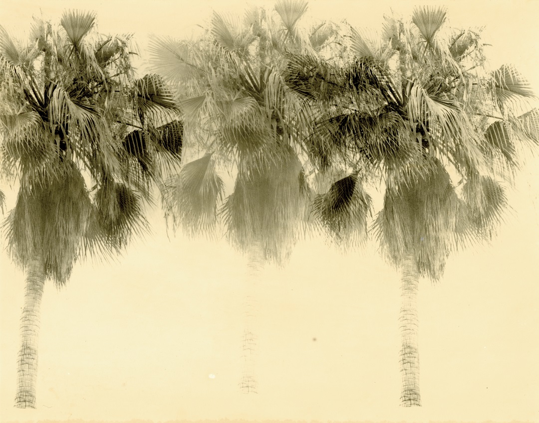 A print of palm trees by Bruno V Roels